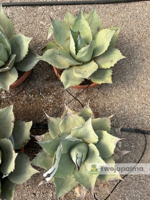 Agave/Agawa ovatifolia 'Iced heart' - wysokość z donicą: ok. 40-50cm, średnica: 40-50cm