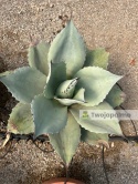 Agave/Agawa ovatifolia 'Iced heart' - wysokość z donicą: ok. 40-50cm, średnica: 40-50cm