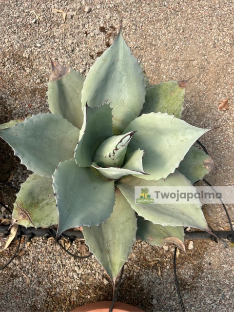 Agave/Agawa ovatifolia 'Iced heart' - wysokość z donicą: ok. 40-50cm, średnica: 40-50cm