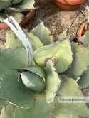 Agave/Agawa ovatifolia 'Iced heart' - wysokość z donicą: ok. 40-50cm, średnica: 40-50cm