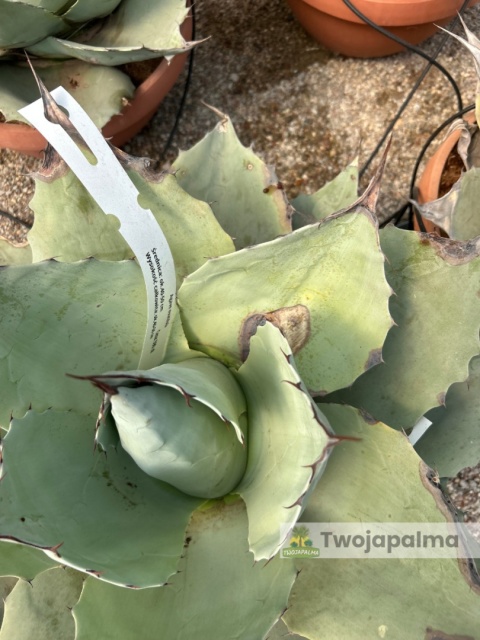 Agave/Agawa ovatifolia 'Iced heart' - wysokość z donicą: ok. 40-50cm, średnica: 40-50cm