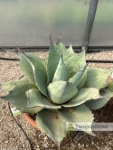 Agave/Agawa ovatifolia 'Iced heart' - wysokość z donicą: ok. 40-50cm, średnica: 40-50cm
