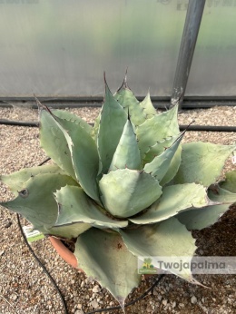 Agave/Agawa ovatifolia 'Iced heart' - wysokość z donicą: ok. 40-50cm, średnica: 40-50cm