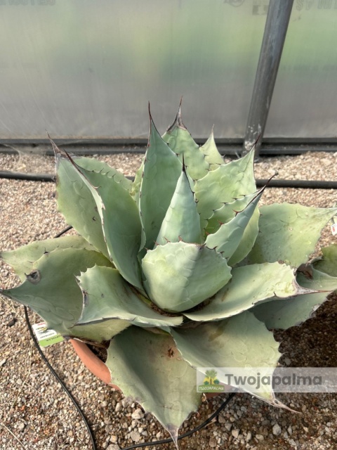 Agave/Agawa ovatifolia 'Iced heart' - wysokość z donicą: ok. 40-50cm, średnica: 40-50cm