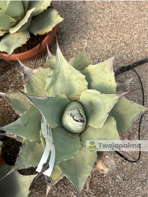 Agave/Agawa ovatifolia 'Iced heart' - wysokość z donicą: ok. 40-50cm, średnica: 40-50cm