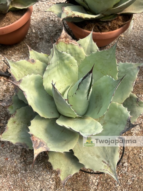 Agave/Agawa ovatifolia 'Iced heart' - wysokość z donicą: ok. 40-50cm, średnica: 40-50cm