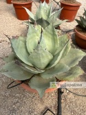 Agave/Agawa ovatifolia 'Iced heart' - wysokość z donicą: ok. 40-50cm, średnica: 40-50cm