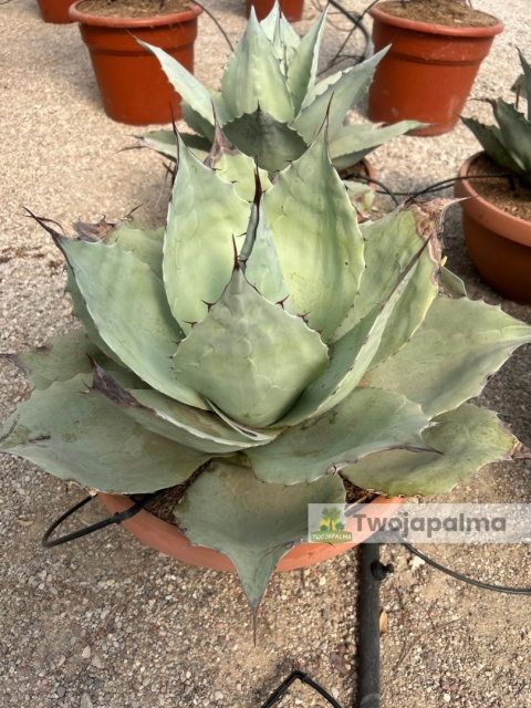 Agave/Agawa ovatifolia 'Iced heart' - wysokość z donicą: ok. 40-50cm, średnica: 40-50cm