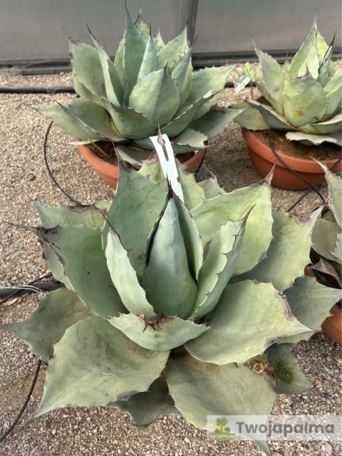 Agave/Agawa ovatifolia 'Iced heart' - wysokość z donicą: ok. 40-50cm, średnica: 40-50cm