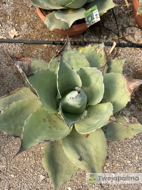 Agave/Agawa ovatifolia 'Iced heart' - wysokość z donicą: ok. 40-50cm, średnica: 40-50cm