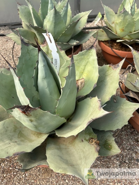 Agave/Agawa ovatifolia 'Iced heart' - wysokość z donicą: ok. 40-50cm, średnica: 40-50cm