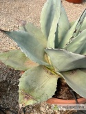 Agave/Agawa ovatifolia 'Iced heart' - wysokość z donicą: ok. 40-50cm, średnica: 40-50cm