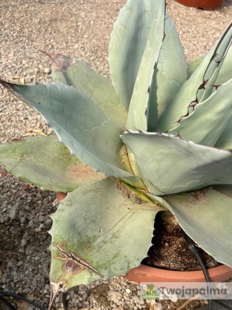 Agave/Agawa ovatifolia 'Iced heart' - wysokość z donicą: ok. 40-50cm, średnica: 40-50cm
