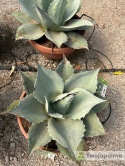 Agave/Agawa ovatifolia 'Iced heart' - wysokość z donicą: ok. 40-50cm, średnica: 40-50cm