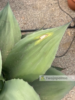 Agave/Agawa ovatifolia - wysokość z donicą: ok. 70cm, średnica: 70-90cm