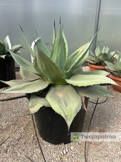 Agave/Agawa ovatifolia - wysokość z donicą: ok. 70cm, średnica: 70-90cm