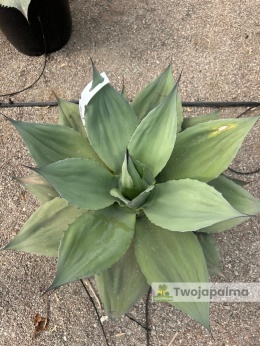 Agave/Agawa ovatifolia - wysokość z donicą: ok. 70cm, średnica: 70-90cm