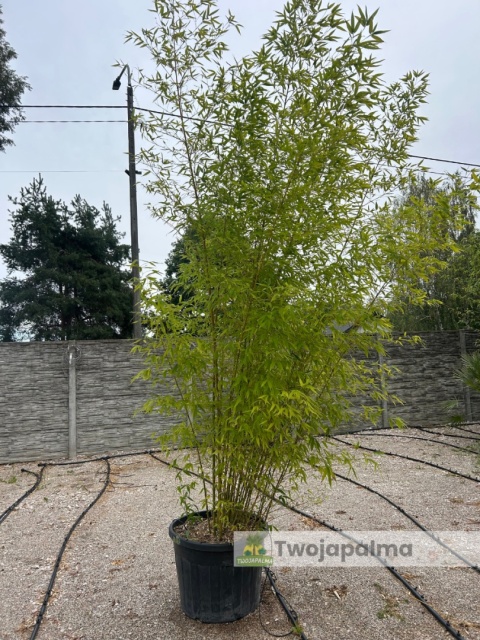 Bambus Phyllostachys aurea, 110L, wysokość z donicą: ok. 350cm