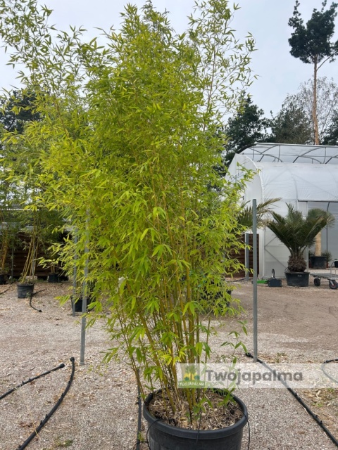 Bambus Phyllostachys aurea, 110L, wysokość z donicą: ok. 350cm
