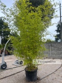 Bambus Phyllostachys aurea, 110L, wysokość z donicą: ok. 350cm