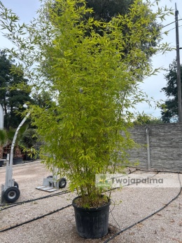 Bambus Phyllostachys aurea, 110L, wysokość z donicą: ok. 350cm
