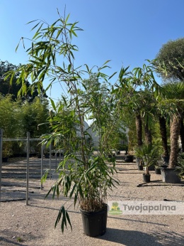 Bambus-Pseudosasa-japonica-Bambus-japoński-twojapalma-01