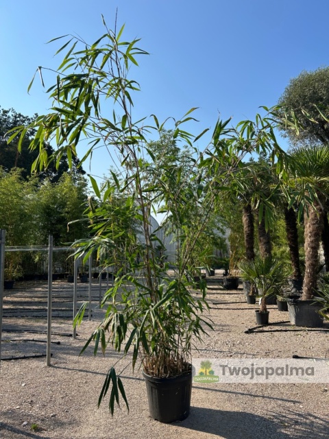 Bambus Pseudosasa japonica - Bambus japoński - 55L, 300-350cm
