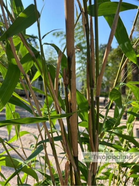 Bambus Pseudosasa japonica - Bambus japoński - 55L, 300-350cm