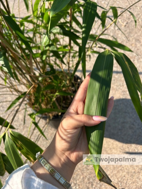 Bambus Pseudosasa japonica - Bambus japoński - 55L, 300-350cm