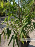 Bambus Pseudosasa japonica - Bambus japoński - 55L, 300-350cm