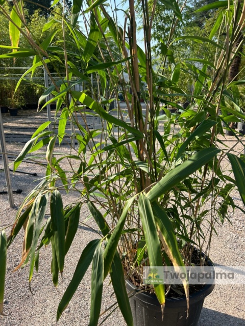 Bambus Pseudosasa japonica - Bambus japoński - 55L, 300-350cm