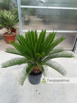 Cycas revoluta - wys. całkowita: ok. 100cm