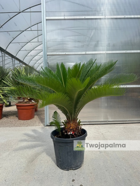 Cycas revoluta - wys. całkowita: ok. 100cm