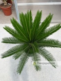 Cycas revoluta - wys. całkowita: ok. 100cm