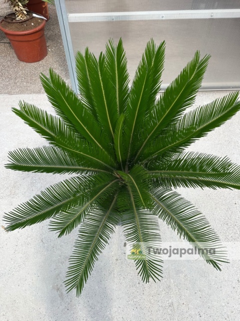 Cycas revoluta - wys. całkowita: ok. 100cm