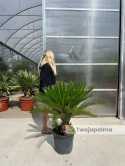 Cycas revoluta - wys. całkowita: ok. 100cm