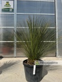Dasylirion longissimum (trawa drzewiasta) wysokość rośliny: 120-130cm