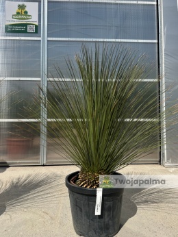 Dasylirion longissimum (trawa drzewiasta) wysokość rośliny: 120-130cm