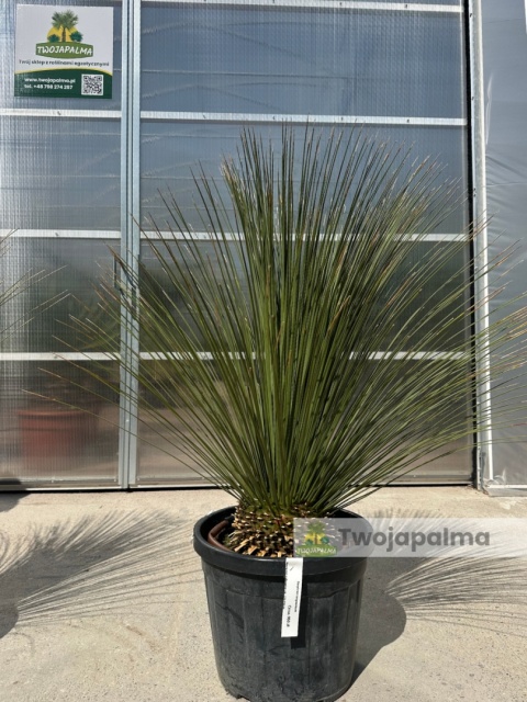 Dasylirion longissimum (trawa drzewiasta) wysokość rośliny: 120-130cm