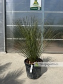 Dasylirion longissimum (trawa drzewiasta) wysokość rośliny: 120-130cm