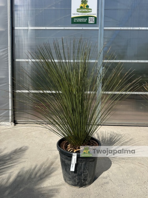 Dasylirion longissimum (trawa drzewiasta) wysokość rośliny: 120-130cm