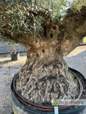Drzewo Oliwne, Oliwka europejska (Olea europaea) wys. całkowita: ok. 270cm OEP08