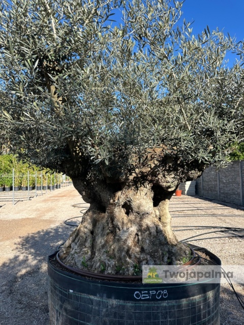 Drzewo Oliwne, Oliwka europejska (Olea europaea) wys. całkowita: ok. 270cm OEP08