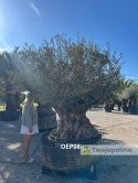 Drzewo Oliwne, Oliwka europejska (Olea europaea) wys. całkowita: ok. 270cm OEP08
