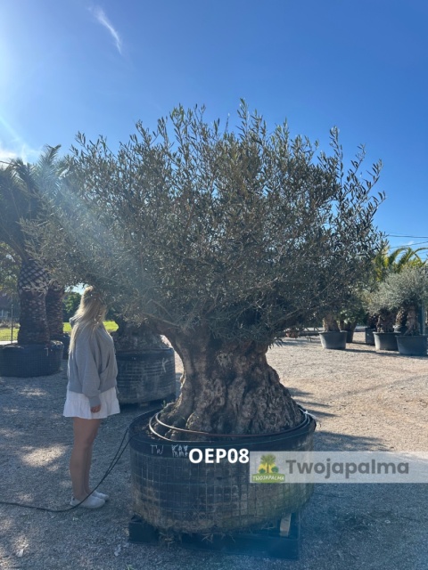 Drzewo Oliwne, Oliwka europejska (Olea europaea) wys. całkowita: ok. 270cm OEP08