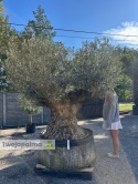 Drzewo Oliwne, Oliwka europejska (Olea europaea) wys. całkowita: ok. 270cm OEP08