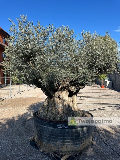 Drzewo Oliwne, Oliwka europejska (Olea europaea) wys. całkowita: ok. 270cm OEP08