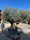 Drzewo Oliwne, Oliwka europejska (Olea europaea) wys. całkowita: ok. 270cm OEP08