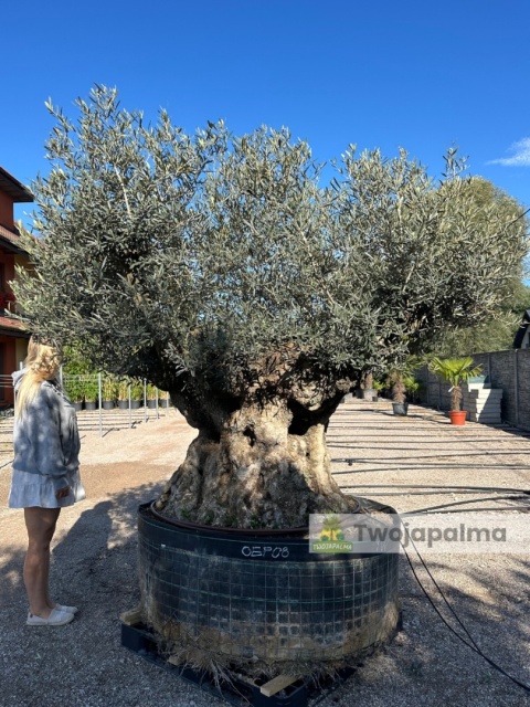 Drzewo Oliwne, Oliwka europejska (Olea europaea) wys. całkowita: ok. 270cm OEP08