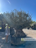 Drzewo Oliwne, Oliwka europejska (Olea europaea) wys. całkowita: ok. 270cm OEP08